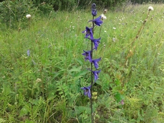Delphinium crassifolium