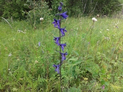 Delphinium crassifolium