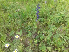 Delphinium crassifolium