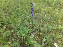 Delphinium crassifolium
