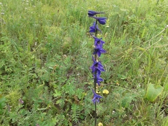 Delphinium crassifolium