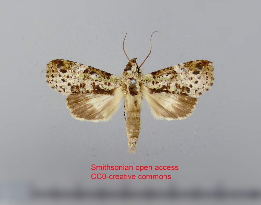 Tachuda laurena