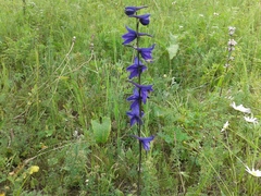 Delphinium crassifolium