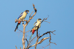 Platycercus venustus