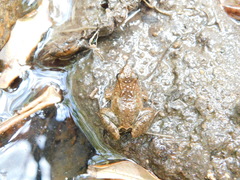 Phrynobatrachus acridoides