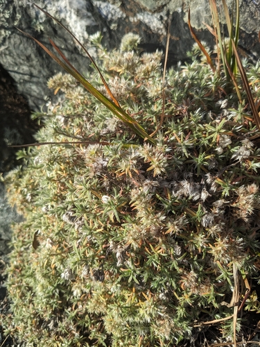 Image of Paronychia argyrocoma by (c) Alaina Krakowiak, some rights reserved (CC BY)