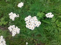 Achillea impatiens