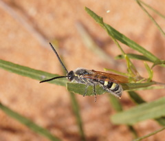 Radumeris tasmaniensis