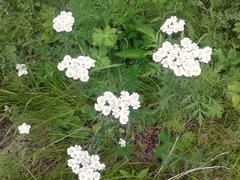 Achillea impatiens