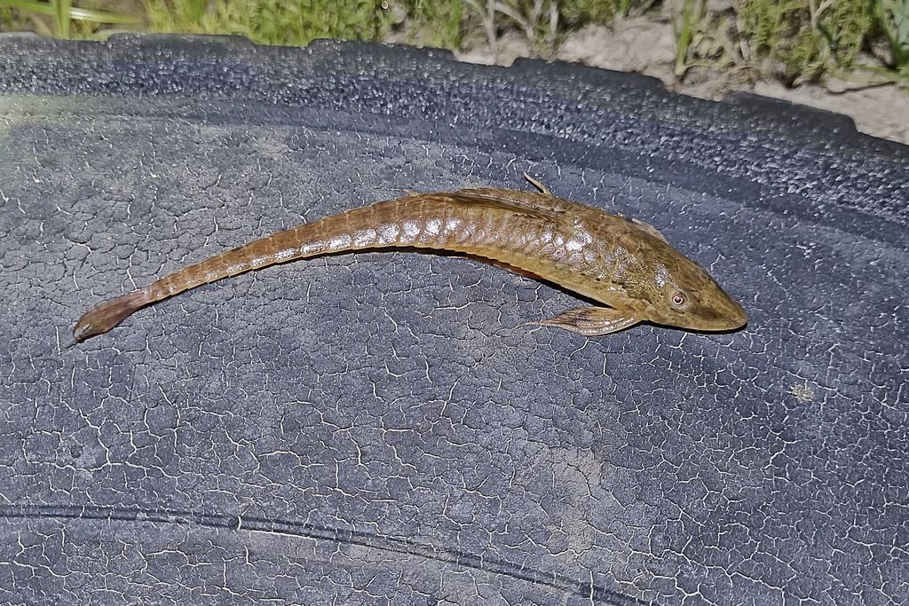 Whiptail Loricaria
