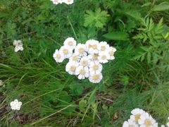 Achillea impatiens