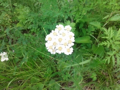 Achillea impatiens