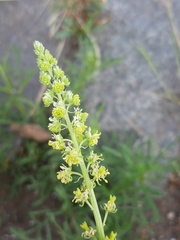 Reseda lutea