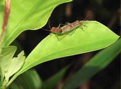 Homoeocerus rubromaculatus