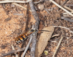 Radumeris tasmaniensis
