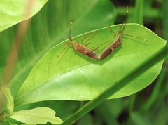 Homoeocerus rubromaculatus