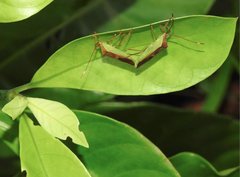 Homoeocerus rubromaculatus