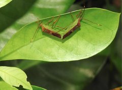 Homoeocerus rubromaculatus