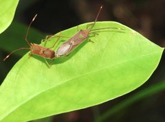 Homoeocerus rubromaculatus