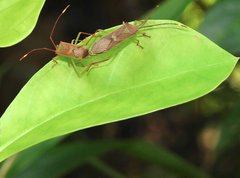 Homoeocerus rubromaculatus