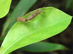 Homoeocerus rubromaculatus