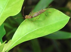 Homoeocerus rubromaculatus