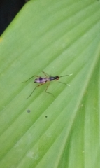 Rainieria