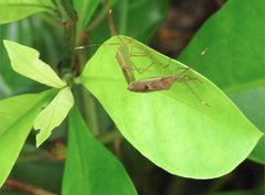 Homoeocerus rubromaculatus