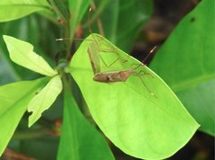 Homoeocerus rubromaculatus