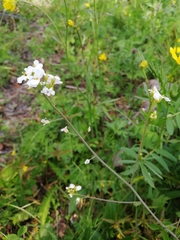 Arabidopsis arenosa arenosa