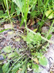 Arabidopsis arenosa arenosa