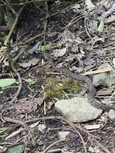 Andean Lancehead