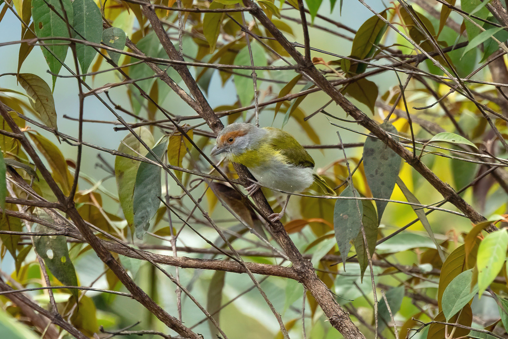 Rufous-browed Peppershrike