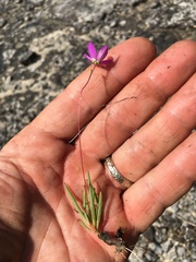 Phemeranthus calcaricus