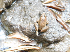 Phrynobatrachus acridoides