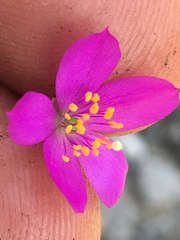 Phemeranthus calcaricus