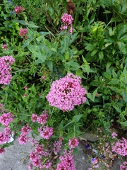 Centranthus ruber