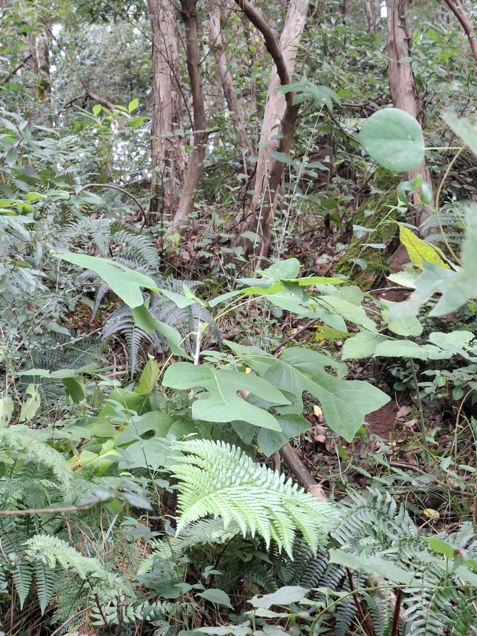 Chinese Tuliptree (Liriodendron chinense)