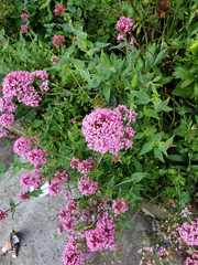 Centranthus ruber