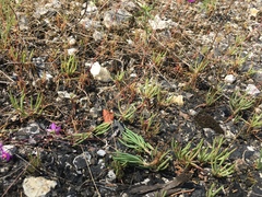 Phemeranthus calcaricus