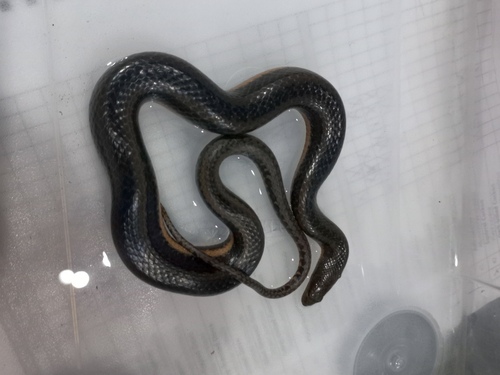Helicops boitata