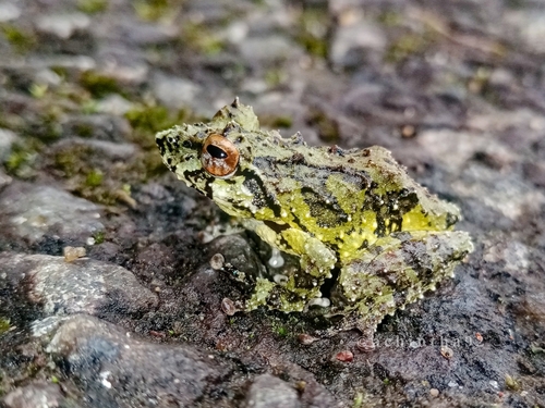 Hanken's Shrub Frog, Pseudophilautus hankeni
