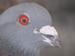 Columba livia domestica