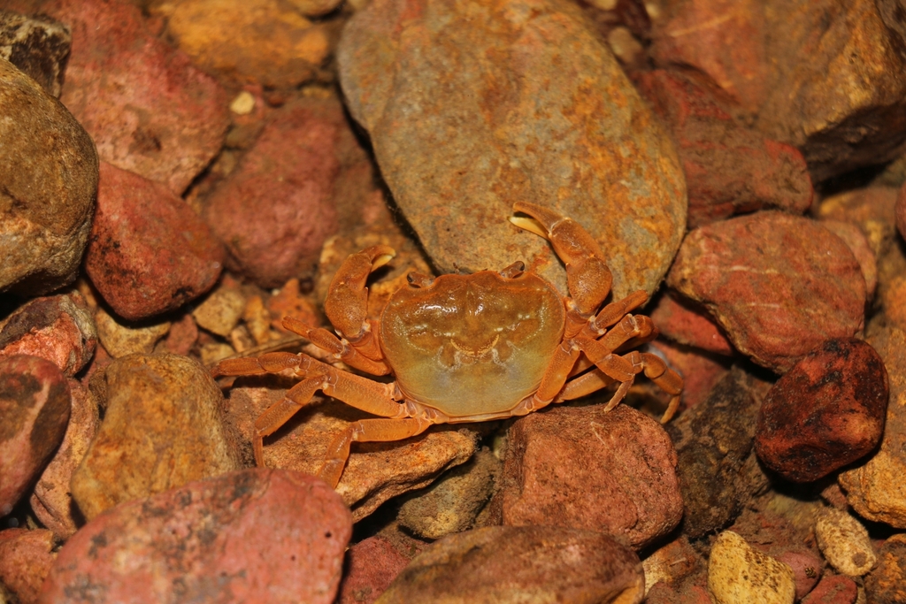 Neilupotamon xinganense