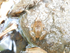 Phrynobatrachus acridoides