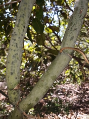 Vanilla madagascariensis