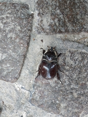 Oryctes nasicornis corniculatus