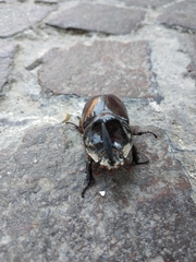 Oryctes nasicornis corniculatus