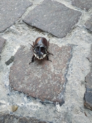 Oryctes nasicornis corniculatus