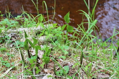 Arisaema stewardsonii